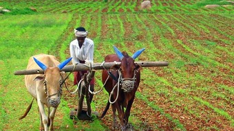 Agriculture – Tamil Nadu Tribal Development Society